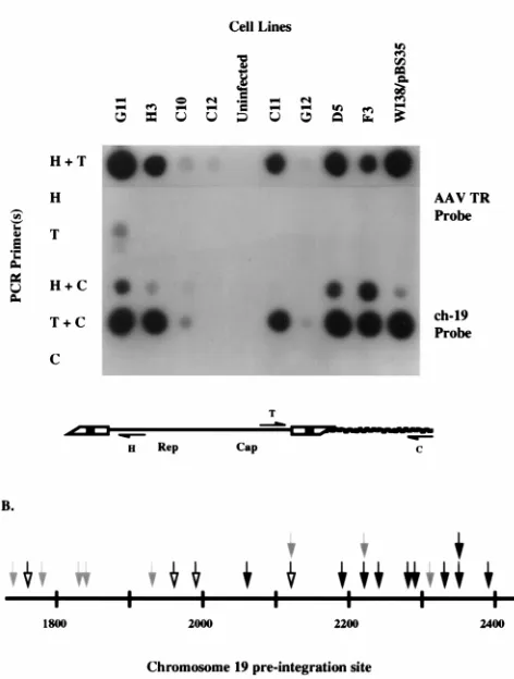 FIG. 1. (A) Dot blot analysis of PCR ampliﬁcation products generated fromAAV-cell junctions