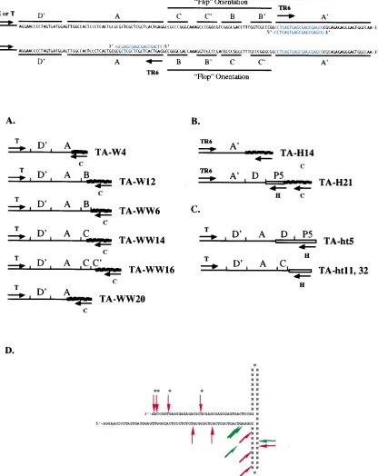 FIG. 2. (A) Structural maps of unrearranged AAV–ch-19 junctions derived by PCR ampliﬁcation of genomic DNA from latently infected WI-38 cell lines.Nucleotide maps of the AAV ITR in its two possible orientations are shown at the top
