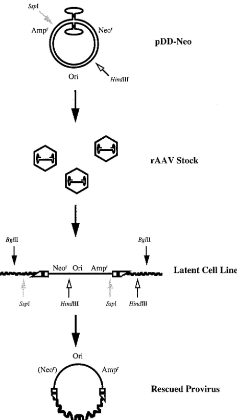 FIG. 3. Strategy for the construction, establishment, and isolation of rAAVprovirus DNA