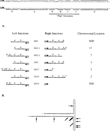 FIG. 4. (A) DD-Neo rAAV terminal repeat sequences present at left- and right-hand vector-cell junctions of individual latent cell lines