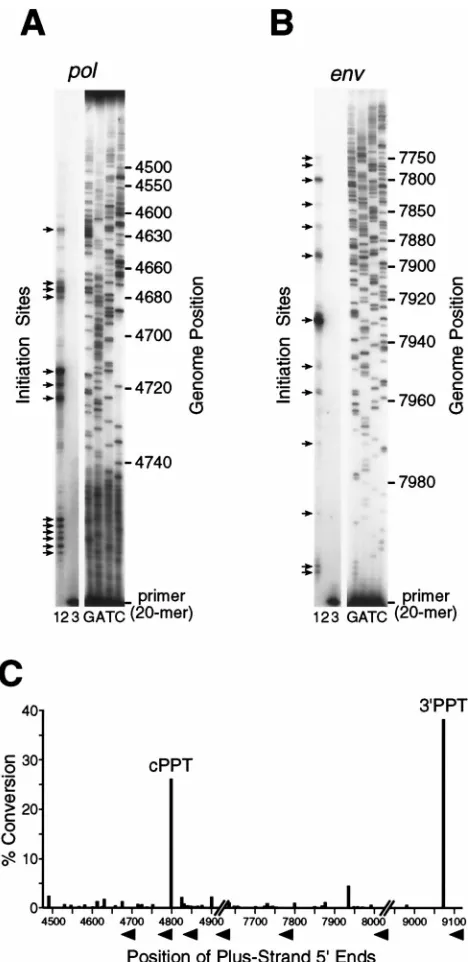 FIG. 5. Cell-free plus-strand synthesis from non-PPT sites. DNA synthesisreactions were carried out for 40 min as described in Materials and Methods and