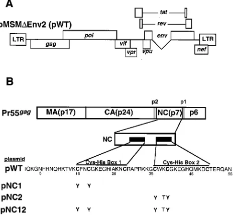 FIG. 1. Diagram of pMSM�gene. (B) Protein domains of Pr55precursor, and the amino acid sequence of WT and mutant HIV-1 NC proteins.(A) Diagram of virus expression plasmid pMSM[56]), referred to as pWT in the text