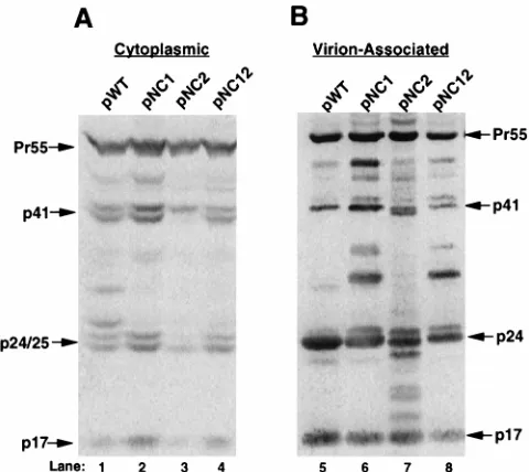 FIG. 2. Western blot analysis of cytoplasmic and virion-associated Gag pro-tein isolated from 293 cells transfected with WT and mutant NC virus expression