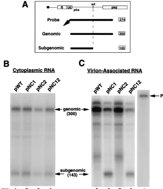 TABLE 1. Summary of analysis of cytoplasmic andvirion-associated RNA from 293 cells transfectedwith WT and NC mutant virusexpression plasmidsa