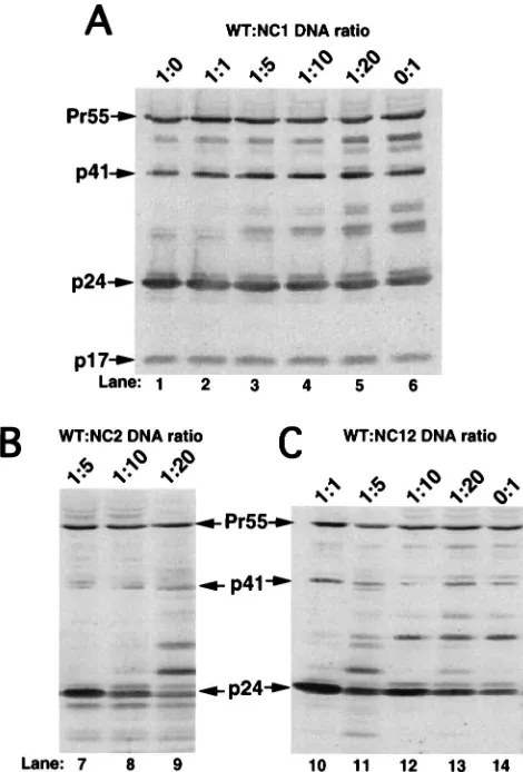 FIG. 6. Western blot analysis of virion-associated Gag protein isolated fromthe media of 293 cells cotransfected with varying ratios of WT to NC mutant