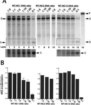 FIG. 7. RNase protection analysis of virion-associated RNA isolated from the media of 293 cells cotransfected with varying ratios of WT to NC mutant plasmids.RNase protection analysis was performed as described in the legend for Fig