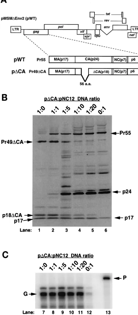 TABLE 2. Infectivity of NC mutant virus particles and virusparticles produced from cotransfection of WT and