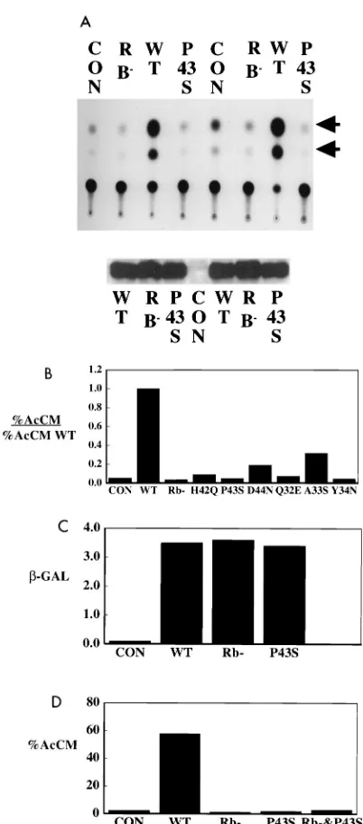 FIG. 3. J region mutants are defective in Rb-dependent transactivation ofE2F sites. (A) (Top) cells were cotransfected with A10 CAT (lanes 1 to 4) or