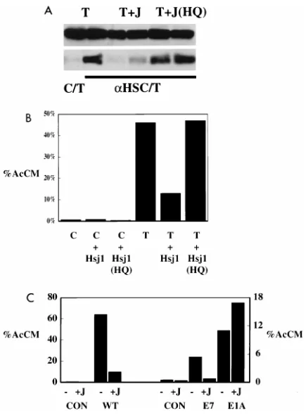 FIG. 6. Effects of coexpression of the heterologous J domain from Hsj1. (A)Exogenously expressed J domain (J) of Hsj1 blocks LT-hsc70 interaction