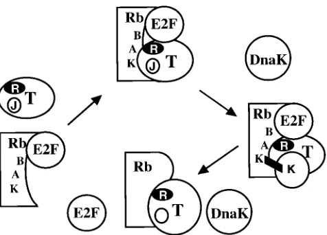 FIG. 7. Model for the role of the DnaJ domain in LT interactions with Rbfamily members