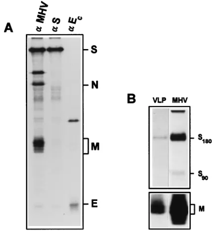 FIG. 1. Expression of the structural proteins of MHV-A59 in RK13 cells. (A)Immunoprecipitation of cell lysates of vTF7.3-infected and DNA-transfected (M,