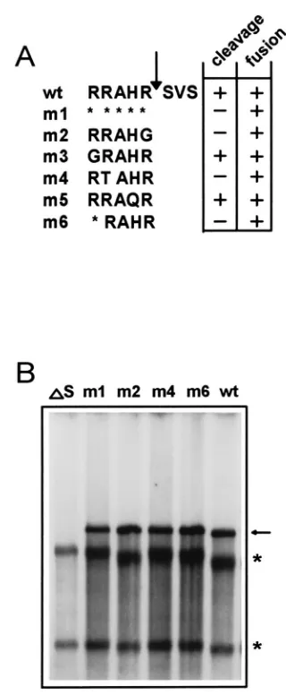 FIG. 5. (A) Schematic presentation of the mutations that were introducednear the cleavage site of MHV-A59 S (2)
