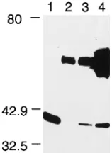 FIG. 6. Western blot of a GST pulldown experiment with an anti-PCNAantibody. Lanes 1 and 2, control cell extracts to identify PCNA; lanes 3 through
