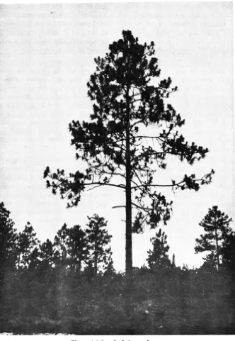 Figure 4-4. Longleaf pine seed trees.