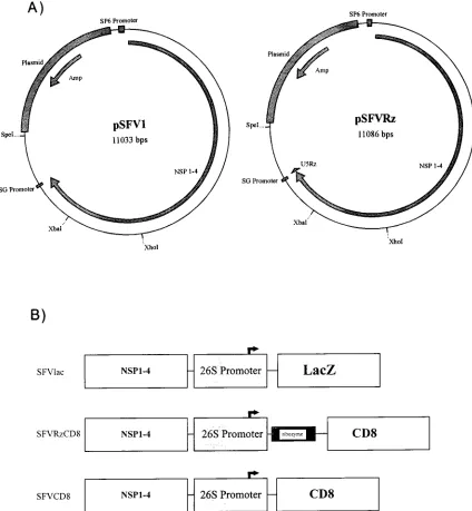 FIG. 1. Construction of vectors. (A) Schematic representations of pSFV1 (left) and pSFVRz (right)