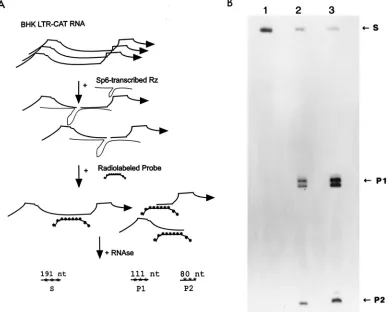 FIG. 2. An 8.3-kb SFVRz chimeric RNA maintains the same catalytic activity as a small U5 ribozyme