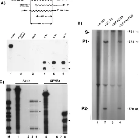FIG. 3. Rapid synthesis of catalytically active RNA follows SFVRz transduction. (A) RPA analysis of ribozyme activity