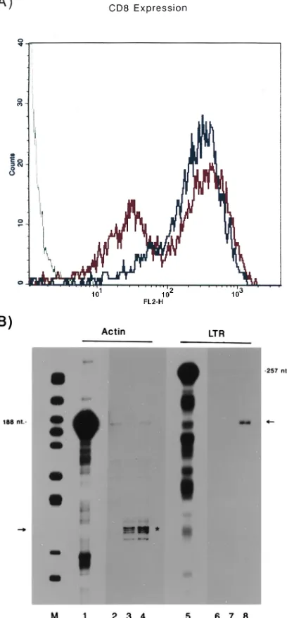 FIG. 4. Intracellular efﬁcacy of electroporated SFVRzCD8 ribozyme. (A)FACS analysis of cell surface CD8 expression