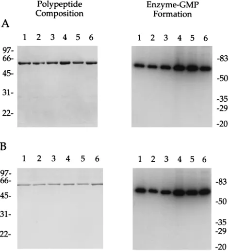 FIG. 1. Puriﬁcation and guanylyltransferase activity of D1(1-545) mutants.(A) The polypeptide compositions of the phosphocellulose D1(1-545) fractions