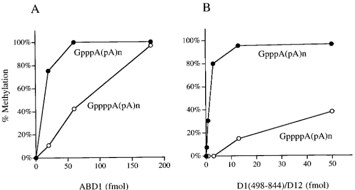 FIG. 6. Puriﬁcation of triphosphatase-defective heterodimeric capping en-zyme mutants