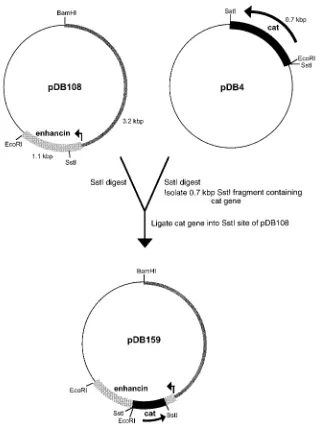 FIG. 7. Construction of the enhancininto theportion of the::cat virus. The 4.3-kbp BamHI/EcoRI fragment (64.5 to 68.9 kbp on the viral genome) containing the N terminus-encoding enhancin gene was cloned from LdMNPV isolate A21-MPV into pUC18 to generate pD