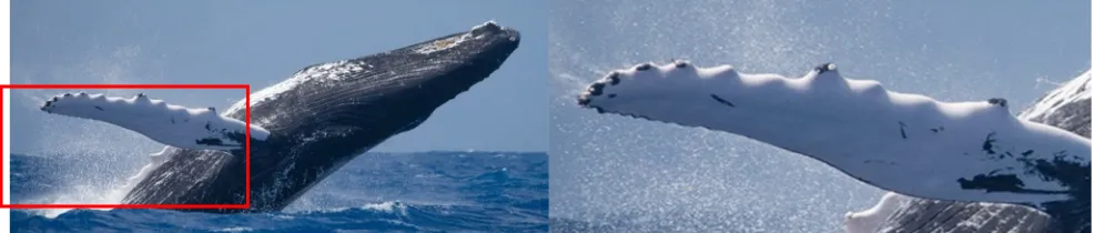 Figure 1: Left – The Humpback Whale. Right – Close-up of the Pectoral Fin with Tubercles