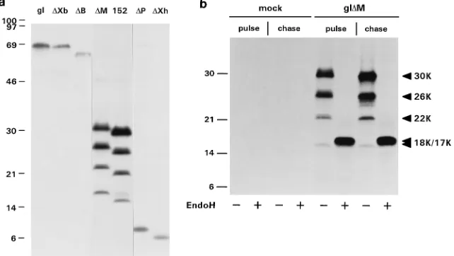 FIG. 1. Construction of a set of expression plasmids encoding gI derivatives with progressive C-terminal deletions