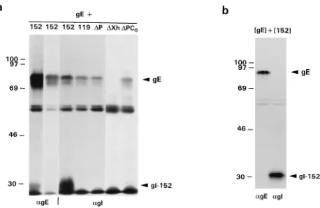 FIG. 3. Coexpression of gE and C-terminally truncated gI derivatives invTF7-3-infected cells