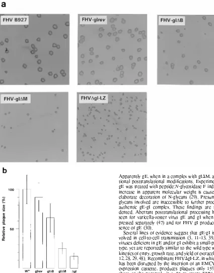 FIG. 6. Plaque morphology of FHV recombinants expressing C-terminallytruncated gI species