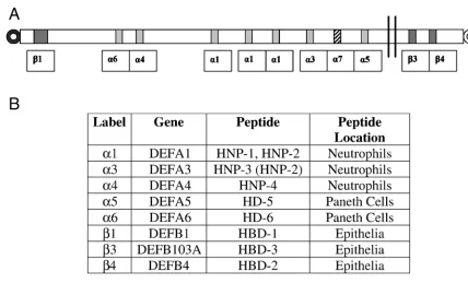 Figure1. Defensin genes. 