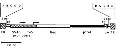 FIG. 1. AAV-SNori shuttle vector. The structure of the packaged genome ofthe AAV-SNori vector is shown; features include the neomycin phosphotrans-