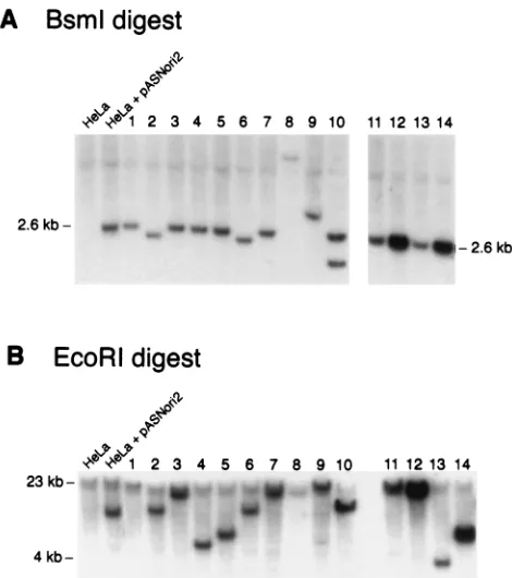 FIG. 2. Southern blots of transduced HeLa clones. Ten micrograms ofgenomic DNA from each HeLa clone (lanes 1 through 14) was digested with
