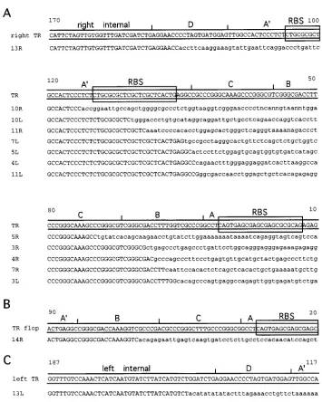 FIG. 3. AAV vector integration junctions. Portions of AAV vector sequences are shown in uppercase
