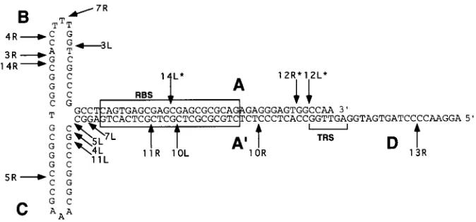 FIG. 4. Structures of rearranged sequences. The 4L and 5R provirus junctionsequences are diagrammed to show where internal vector sequences recombined.