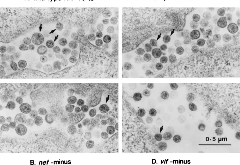TABLE 1. Summary of the properties of mutant viruses