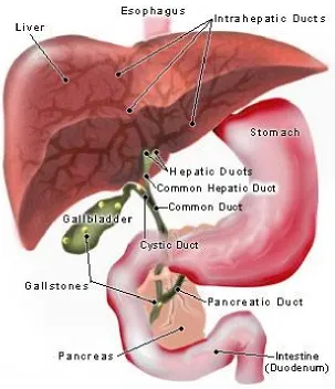 Figure 1.  Liver 