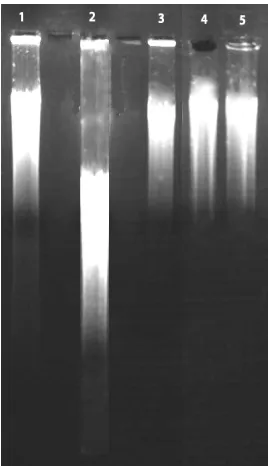 Figure-IX:   In vitro assay of DNA fragmentation study 