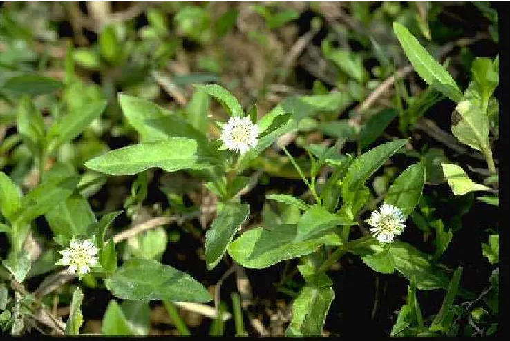 Figure 2.  Eclipta alba 