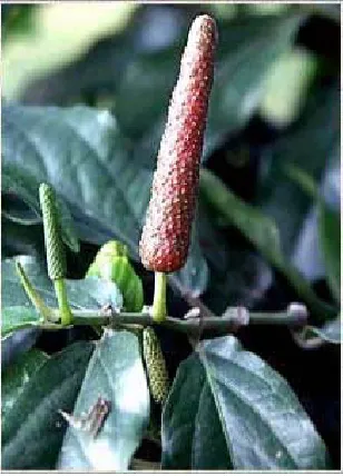 Figure 4.  Piper longum 
