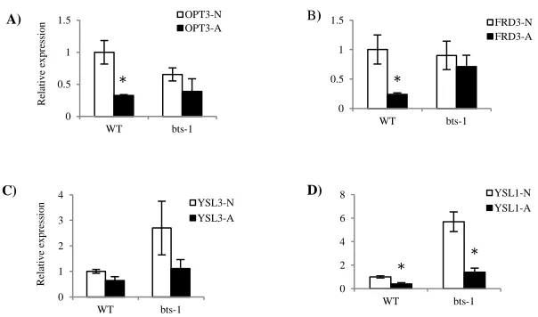 Figure 2: Relative expression of known metal transporters A)OPT3 B) FRD3 C) YSL3 and D) YSL1 during embryo development in WT and bts-1 siliques grown in normal and alkaline soil
