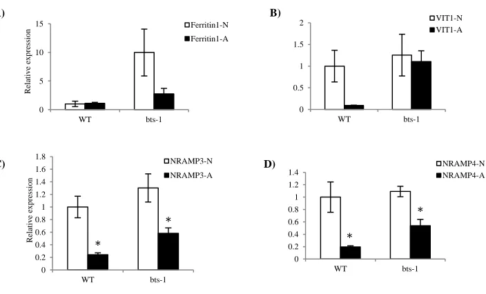 Figure 3: Relative expression of genes involved in sequestration A)Ferritin 1 B) VIT1C) NRAMP3and D) NRAMP4 during embryo development in WT and bts-1 siliques grown in normal and alkaline soil