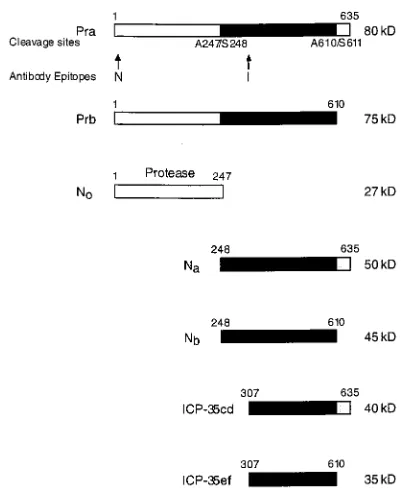 FIG. 1. HSV-1 protease cleavage sites. HSV-1 protease (Pra) is a 635-amino-acid serine protease that undergoes autocatalytic cleavage at Ala247 and Ala610.