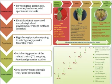 Fig 1. A schematic outline of crop improvement steps for development identification of lines with lower methane emission