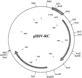 FIG. 1. Map of pHSV-RC which was used to generate amplicons that replicate and package rAAV virions