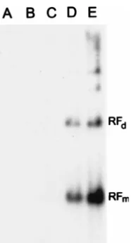FIG. 7. The HSV-RC/27 amplicon is able to generate rAAVUF2 DNaseon a 2% agarose gel at 100 V for 30 min