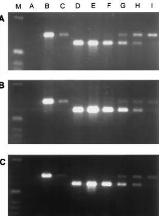 Fig. 3, 4, 6, and 9 were stripped and reprobed for the replica-tive forms of wt AAV, using an [�-32P]dATP-labeled cap DNAprobe