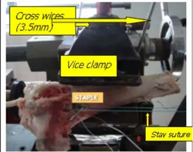 FIG-10              The stay suture was fixed to a stand, and the graft was stretched to an                      