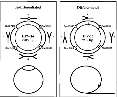 FIG. 11. Interpretation of results from two-dimensional gel analyses ofHPV-16 DNA RIs from undifferentiated and differentiated W12-E cells