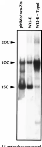 FIG. 1. Analysis of HPV-16 extrachromosomal DNA by RFGE. Shown is anautoradiograph of a Southern blot containing Hirt DNA from W12-E cells