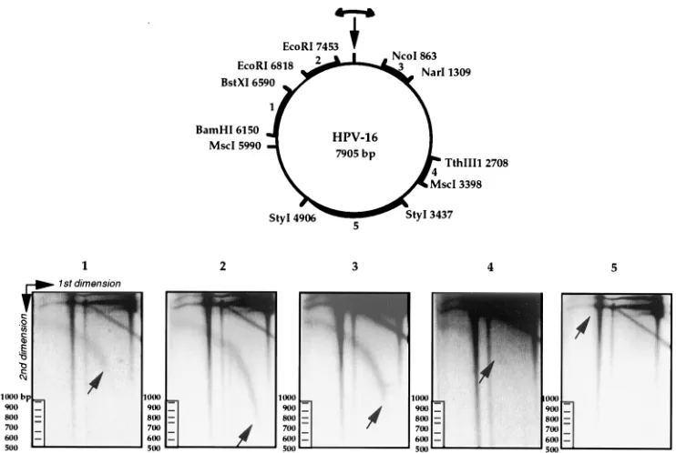 FIG. 4. Resolution of HPV-16 DNA RIs by neutral/alkaline two-dimensional gel electrophoresis